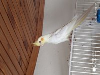 Yine Düşmüş Evcil Sultan Papağanları