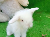 Hollanda teddy lop cinsi tavşanlar