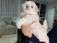 Minik Maltese Yavrularımız Yeni Yuvalarını Bekliyorlar