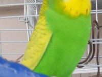 Jumbo ve yerli muhabbet kuşu