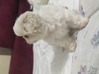 2 Aylık Pekingese Yavrular