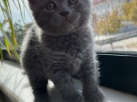 British Shorthair Kedisi