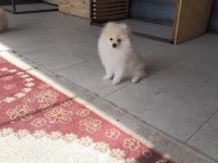 Erkek pomeranian 7 aylık