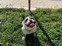 2 Yaşında Dişi Blue Merle French Bulldog