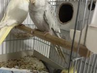 Dişi Eşe Hazır Kızgın Sultan Papağanı