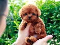 Toy Poodle Bebeklerim