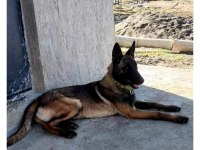 Sağlık Ve Irk Garantili Belçika Kurdu (Malinois) Yavrularımız