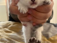 Sıcak Yuvasını Arayan Sevimli Mavi Gözlü Boncuk Kediler