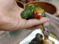 Prehistoricpets Garantisi İle El Besleme Sevdalar