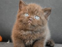 2 saylık safkan british shorthair