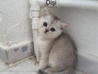 British Shorthair Yavruları