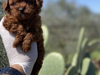 Sağlık Ve Irk Garantili Toy Poodle Yavrularımız