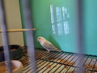 Cennet Yavru El Besleme İsteyene Hazır Takım Olarak