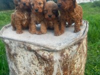 Büyümeyen Maltipoo Yavrularım