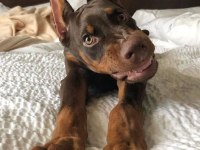 Sağlık Ve Irk Garantili Doberman Köpekleri