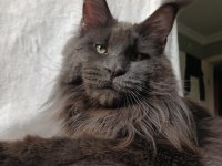 Harika Sağlıklı Yavru Maine Coon Kedimiz