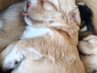 Maltese Terrier Ve Shih-Tzu