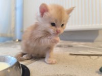 Xxl Boy Maine Coon Yavrular