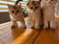 Golden Black Ny12 Kardeş Kediler Teslime Hazır