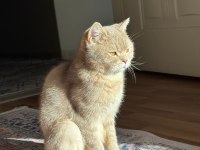 Sevimli Golden British Shorthair Yavrular