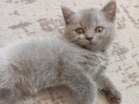 2 aylık oyuncu british shorthair bebişler