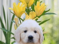 Sevimli Golden Retriever Yavrularımız