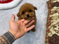 Dişi ve erkek köpeğimiz vardır hepsi safkandır