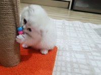 0 Kulak Silver Renk Scottish Fold Erkek Yavru