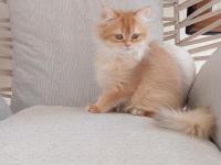 3.5 aylık by12 british longhair dişi kedimiz