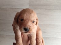 Golden Retriever Severler İçin Minik Kalpler