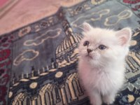 British Semi Longhair