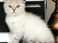 Dişi Scottish Fold Kedim Blue Point