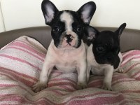 French Bulldog Yavruları