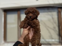 Kore Poodle Yavruları
