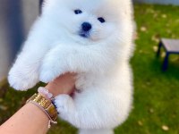 Ayı surat pomeranian boo