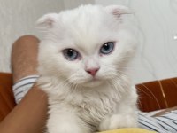 Bulunması zor kedimiz