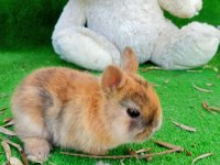 Cüce tavsan yavrularım