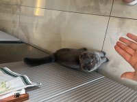 Scottish Fold 5.5 Aylık Yavru