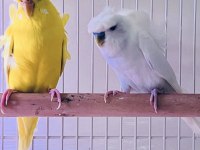 Hagen vision ve çift japones muhabbet kuşlar