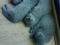 Safkan british shorthair yavrularımız
