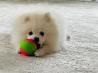 6 aylık eğitimli pomeranian