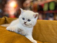 İşletmeden Evraklı Safkan British Shorthair Bebekler