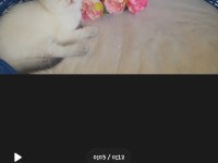 55 Gunluk Dişi Golden Point British Shorthair