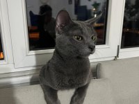 British Shorthair Oğlumuza Eş Arıyoruz