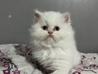 İran persian cinsi iki adet dişi yavru