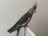 Sultan papağanı sahiplendirilecektir