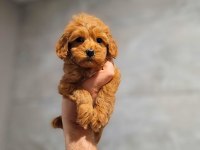 Toy Poodle Cinsi Yavrular Büyümez
