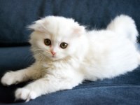 Güzel Scottish Fold Kızlarımız Yeni Yuvasına Gitmeye Hazır