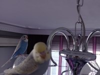 Oyuncu Yavru Muhabbet Kuşlar