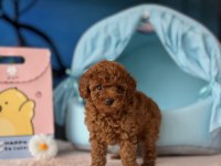 Toy Poodle Irk Ve Sağlık Garantili